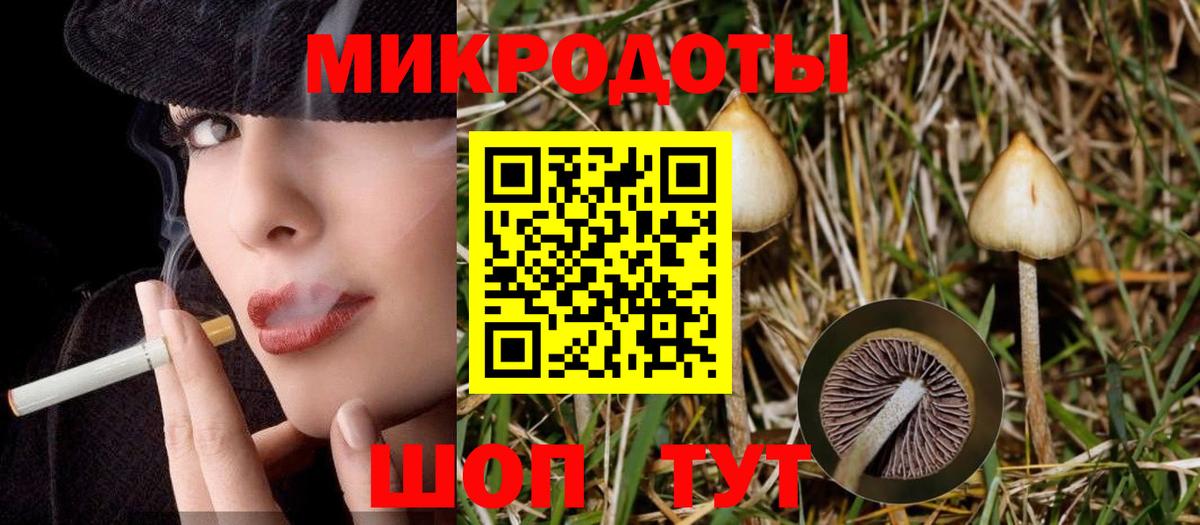Псилоцибиновые грибы Psilocybe Тулун